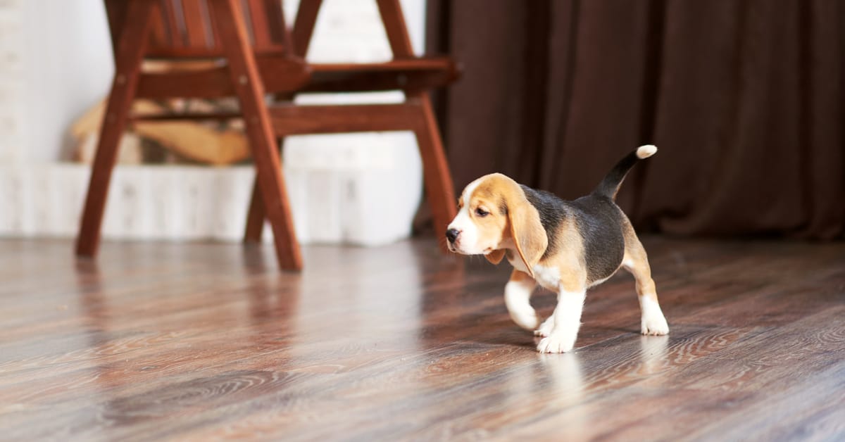 Puppy Hover Image